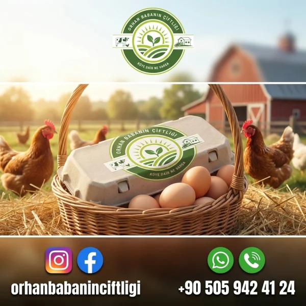 Çorum'dan İzmir Sofralarına: Gerçek Gezen Tavuk Yumurtası Tadı