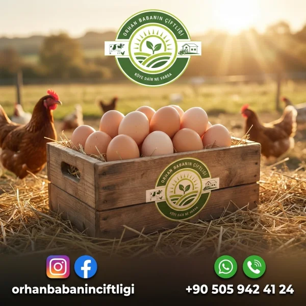 Çorum'dan Sofranıza Gezen Tavuk Yumurtası: Doğal Lezzet Sırrı